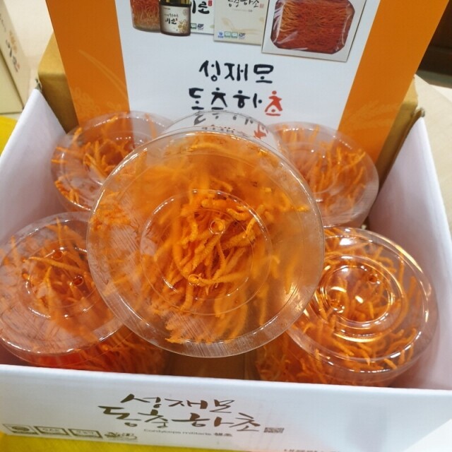 강원더몰,[성재모동충하초] 생초5통(85g)