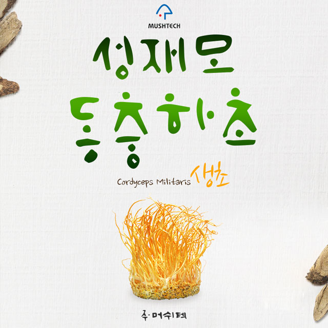 강원더몰,[성재모동충하초] 생초5통(85g)